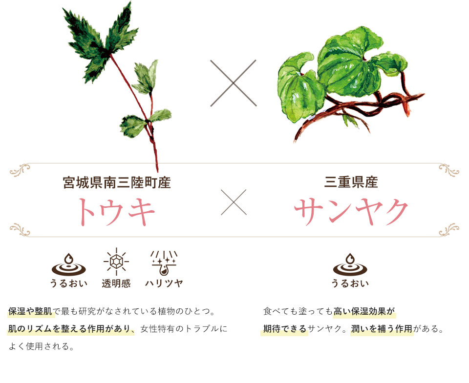 宮城県南三陸町産 トウキ x 三重県産 サンヤク