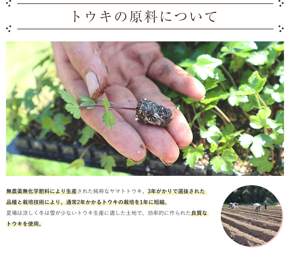 トウキの原料について